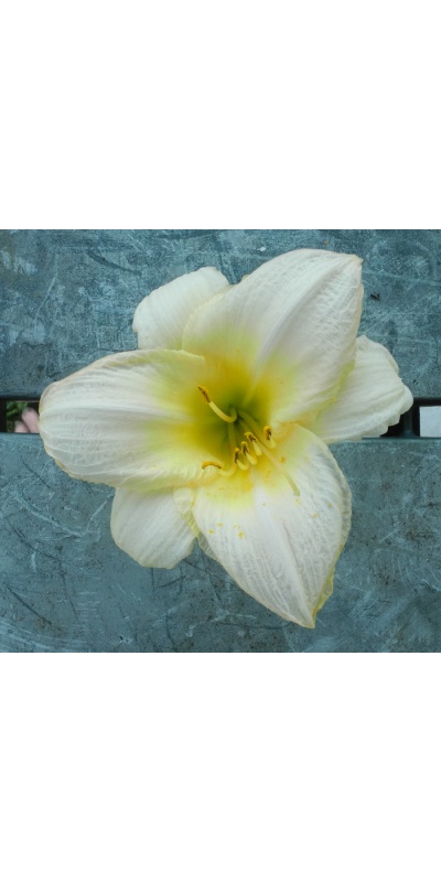 OLALLIE FIRST LIGHT (5-07) (VT)