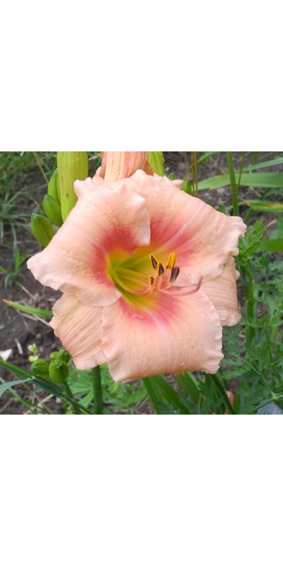OLALLIE BEATRIZ (10-07)