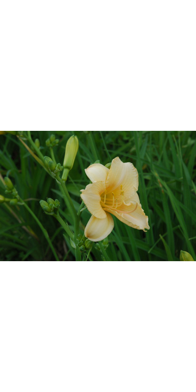 11-08a