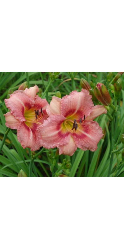 OLALLIE MARY MANNING (12-09)