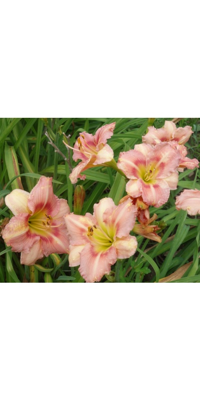 OLALLIE MARY MANNING (12-09)
