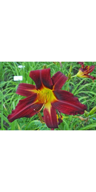 OLALLIE DANCING WITH JOY (12-13)