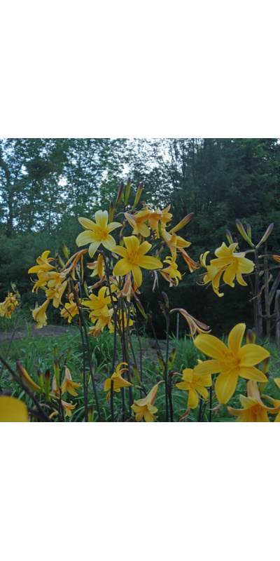 17-08-blooms-600px