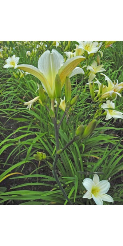 OLALLIE SIRIDOR (20-05) (VT)
