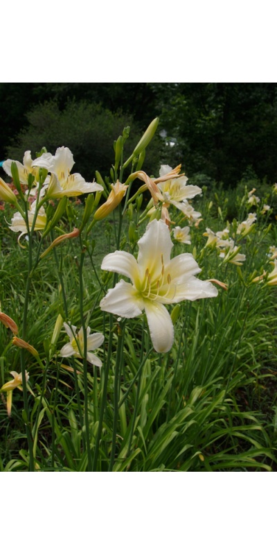 OLALLIE ANNETTE (23-11) (VT)