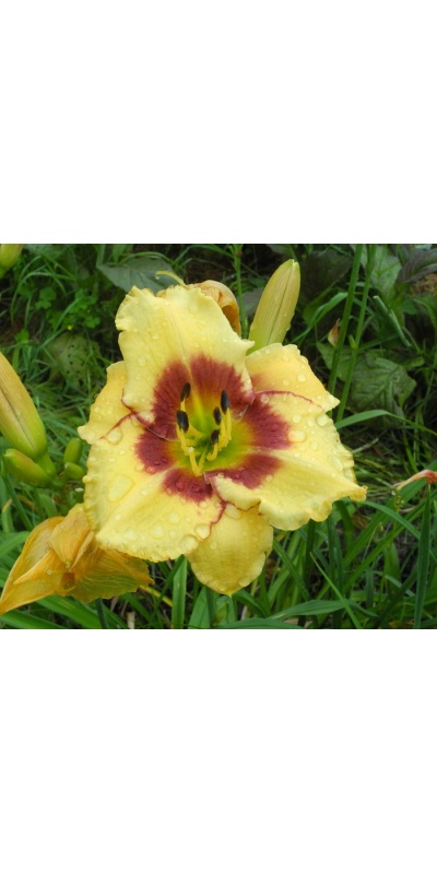 OLALLIE JEANINE'S PRIDE (24-13) (VT)