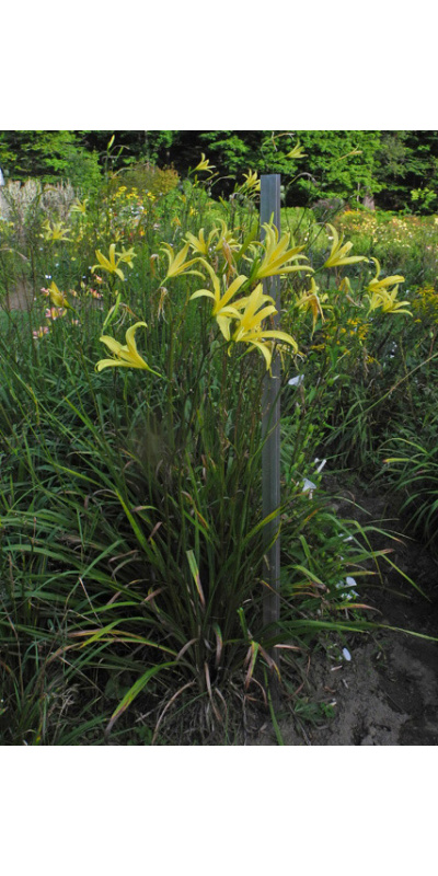 258-21-clump-600px_268073114