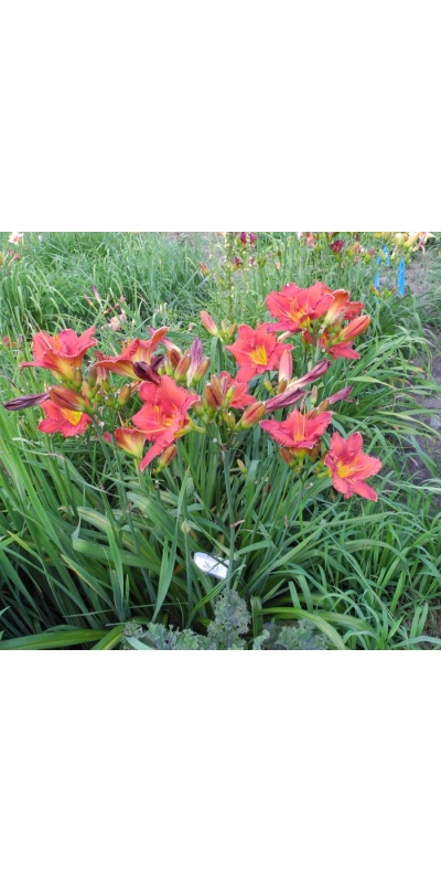 OLALLIE KATHRYN MICKLE (26-13)