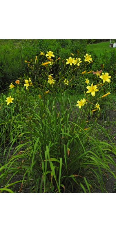 OLALLIE EMILY ELIZABETH (30-13)