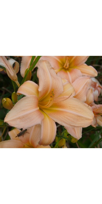 OLALLIE BEEBA'S BEAUTY (37-05) (VT)