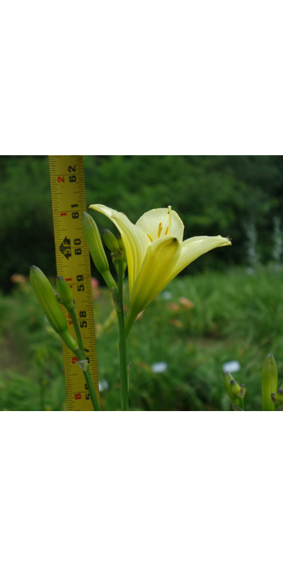 39-07-measure-600px