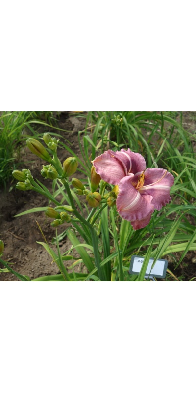 OLALLIE RAY'S LOVE (4-05)