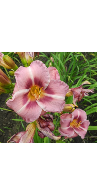 OLALLIE RAY'S LOVE (4-05)