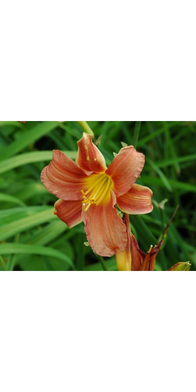 OLALLIE PAULA JEAN (4-09)