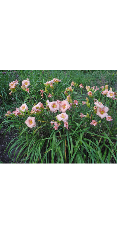 40-11-clump-600px