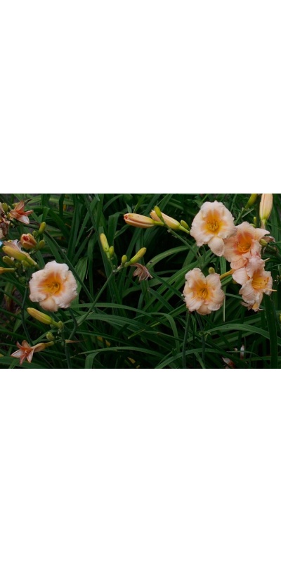 OLALLIE BARBARA BAKER-BURY (41-07) (VT)