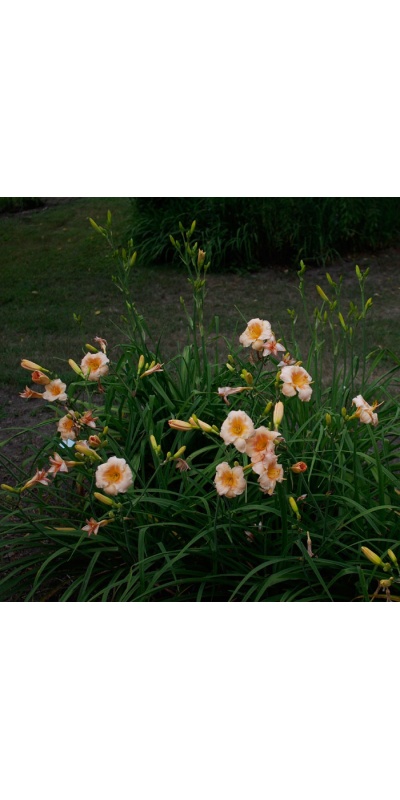 OLALLIE BARBARA BAKER-BURY (41-07) (VT)