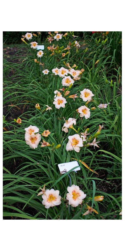 OLALLIE BIBI BELOVED (49-07)