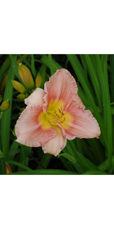 OLALLIE MOTHER OF MINE (52-07)