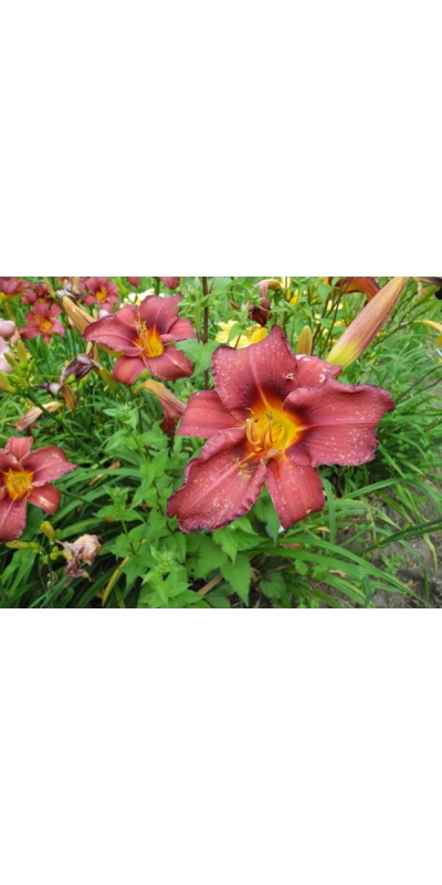 OLALLIE ABIGAIL'S JEWEL (59-07)