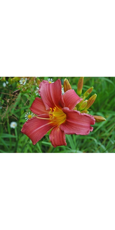 OLALLIE ABIGAIL'S JEWEL (59-07)