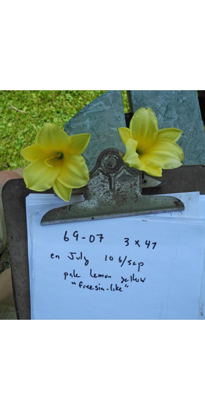 OLALLIE THERESA'S DAVID BOURNE (69-07 )
