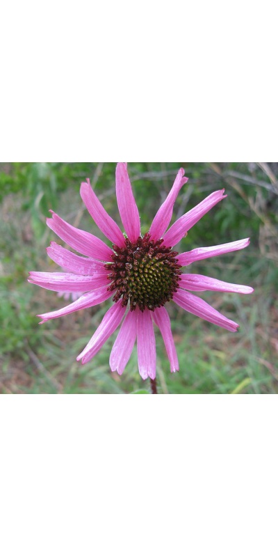 2nd year Echinacea purpurea