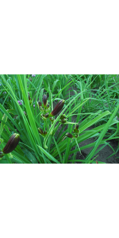 8-8-2018-buds-scapea-600px
