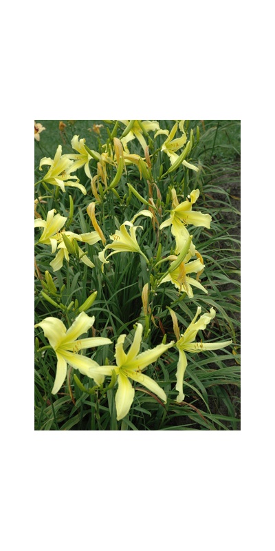 Daylily Clumps 2015: YELLOW RIBBON