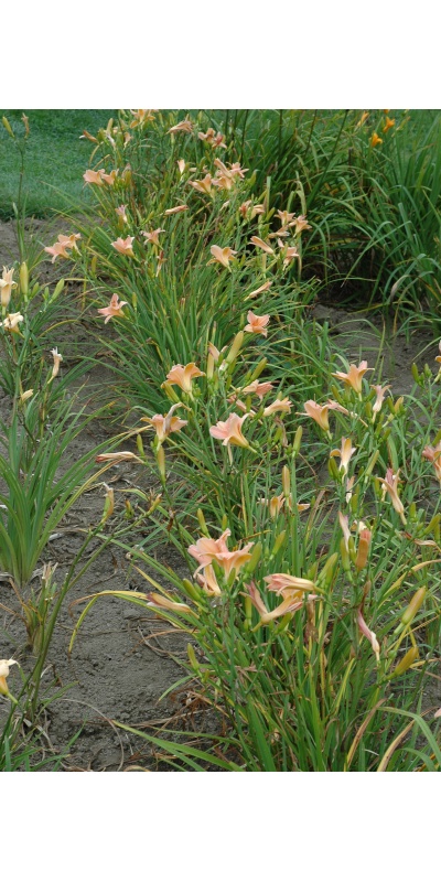 Daylily Clumps 2015: RIVER PROMENADE (VT)