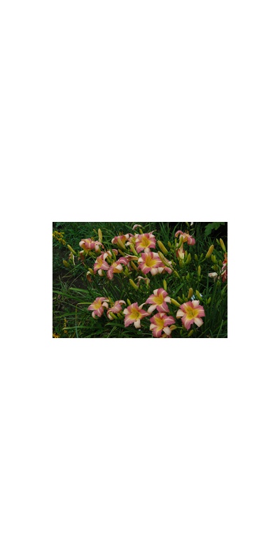 Daylily Clumps 2015: ABALONE (VT)