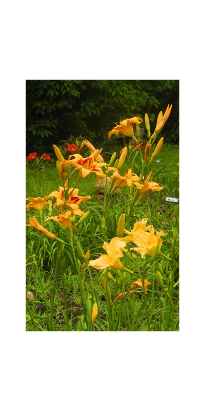 Daylily Clumps 2015: ALCAZAR