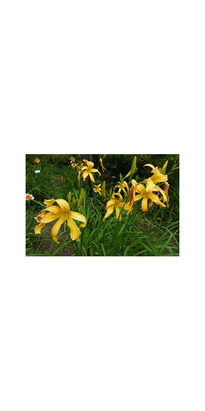 Daylily Clumps 2015: DIVERTISSMENT