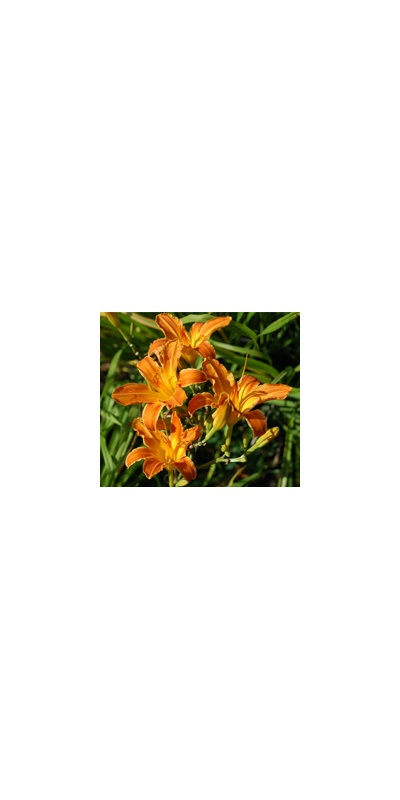 Daylily Clumps 2015: SWEET PUMPKIN (VT)