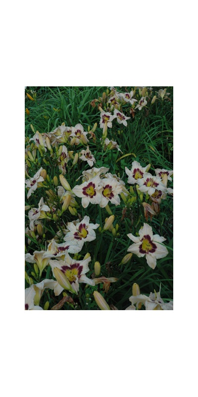 Daylily Clumps 2015: THUNDER PATCH