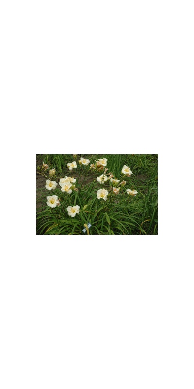 Daylily Clumps 2015: TUESDAY
