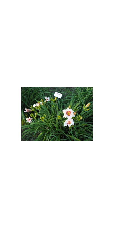 Daylily Clumps 2015: WINK AND SMILE
