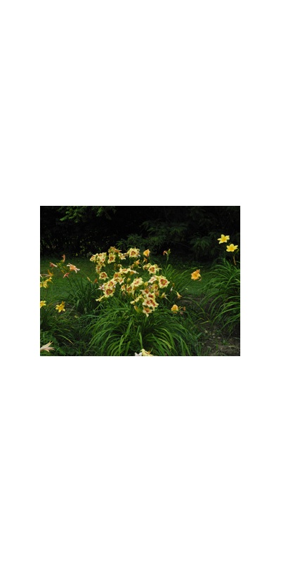 Daylily Clumps 2015: CLOWN CHARM