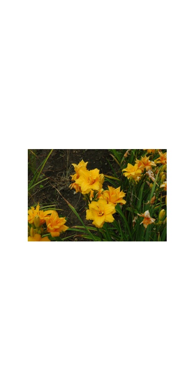 Daylily Clumps 2015: CONDILLA