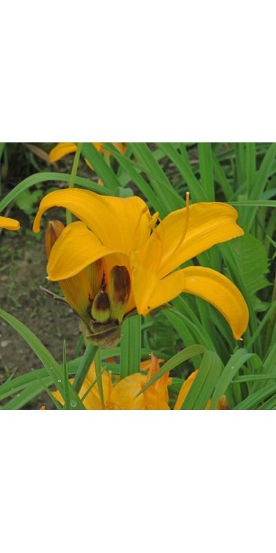 Daylily Clumps 2015: APRICOT