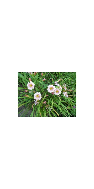 Daylily Clumps 2015: ELFIN EYES
