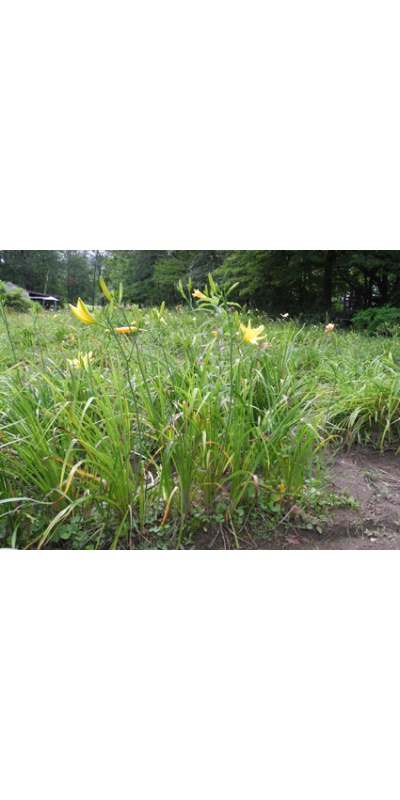 Daylily Clumps 2015: OLALLIE SPIDER WEB (VT)