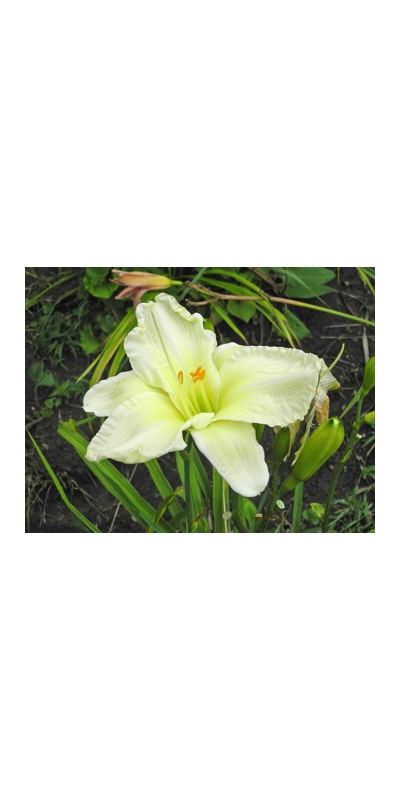 Daylily Clumps 2015: + Gentle Shepherd type (VT)