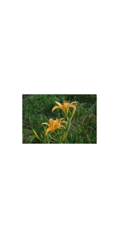 Daylily Clumps 2015: H. sempervirens