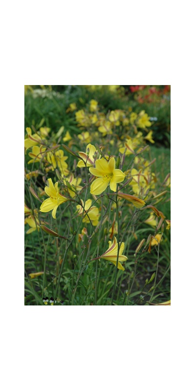 Daylily Clumps 2015: CORKY