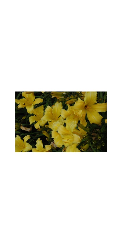 Daylily Clumps 2015: CREEPY CRAWLER