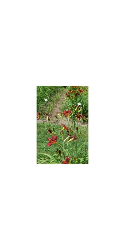 Daylily Clumps 2015: OLALLIE RED FLARE (VT)