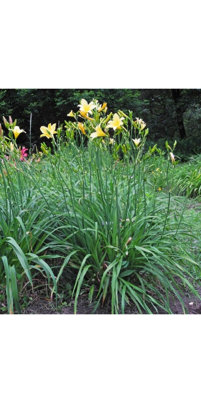 Daylily Clumps 2015: 67-07