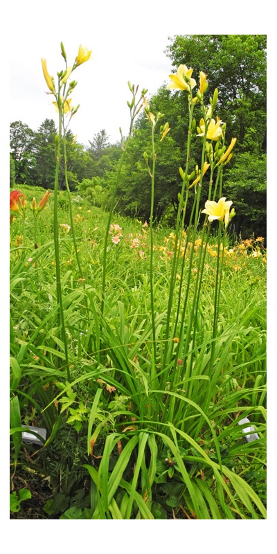 Daylily Clumps 2015: 69-07