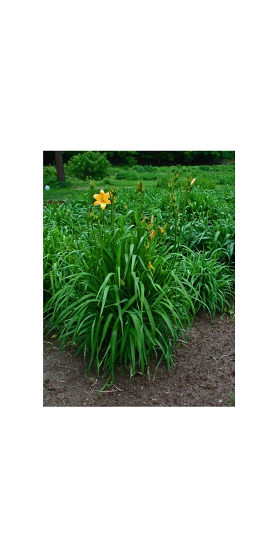 Daylily Clumps 2015: EARLIANNA